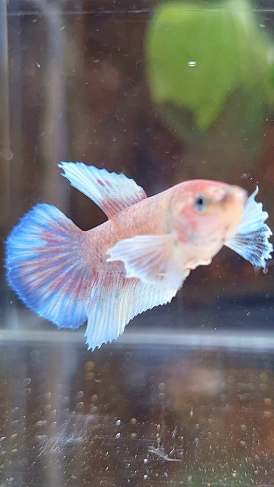 FEMALE HALFMOON DUMBO EAR WHITE KOI MULTICOLOR BETTA FISH