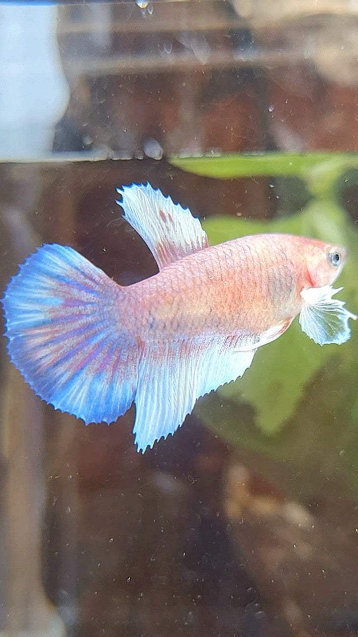 FEMALE HALFMOON DUMBO EAR WHITE KOI MULTICOLOR BETTA FISH