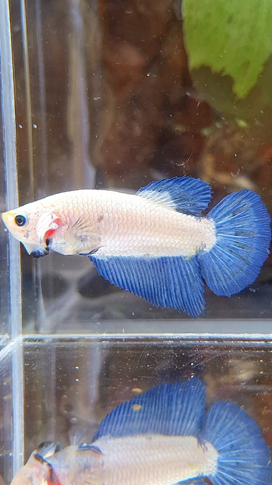 FEMALE HALFMOON BLUE RIM BICOLOR BETTA FISH