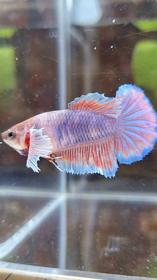 FEMALE HALFMOON DUMBO EAR PURPLE BETTA FISH