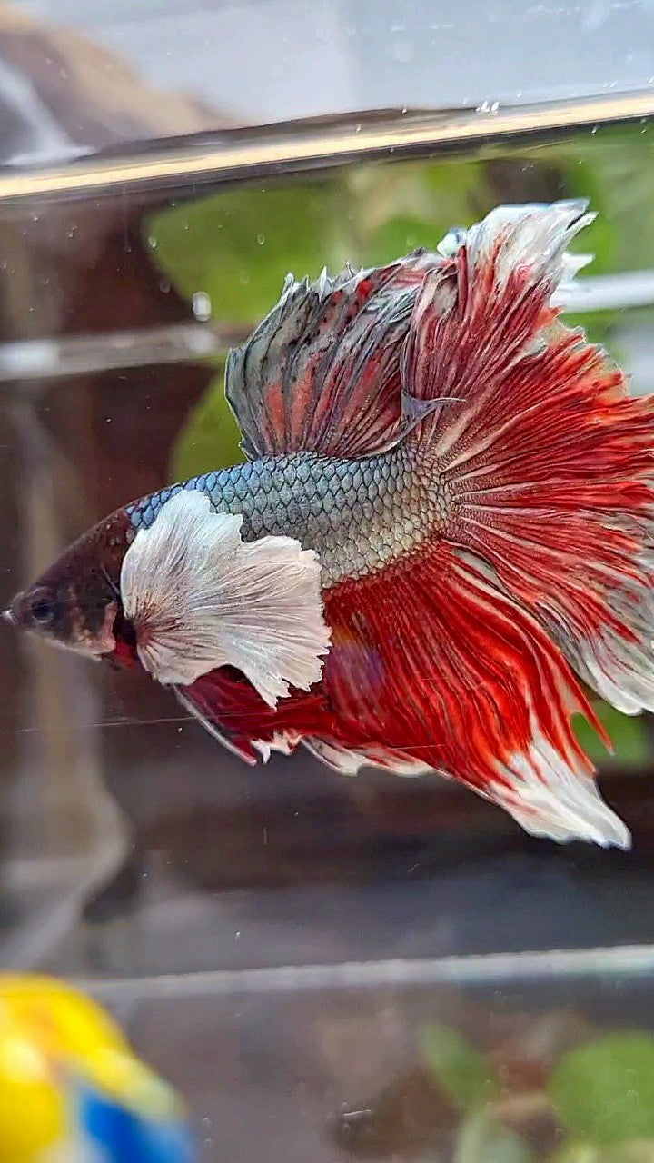 HALFMOON SUPER DUMBO EAR COPPER RED BETTA FISH