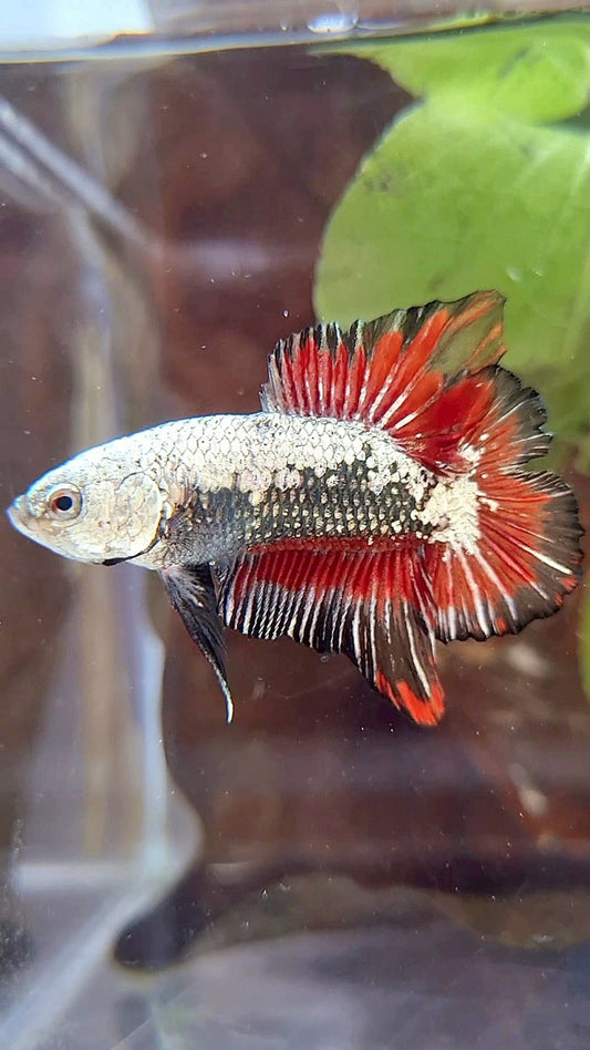 PLAKAT DOUBLE TAIL BLACK SAMURAI SNOW RED BETTA FISH
