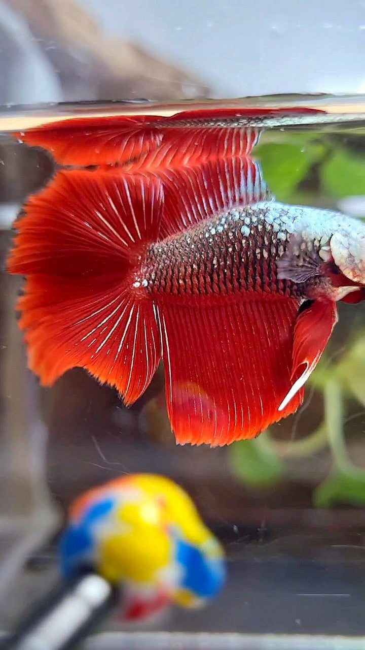 HALFMOON DOUBLE TAIL BLACK RED SAMURAI SNOW MASK BETTA FISH