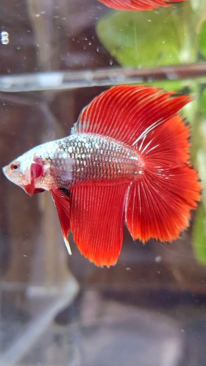 HALFMOON DOUBLE TAIL BLACK RED SAMURAI SNOW MASK BETTA FISH