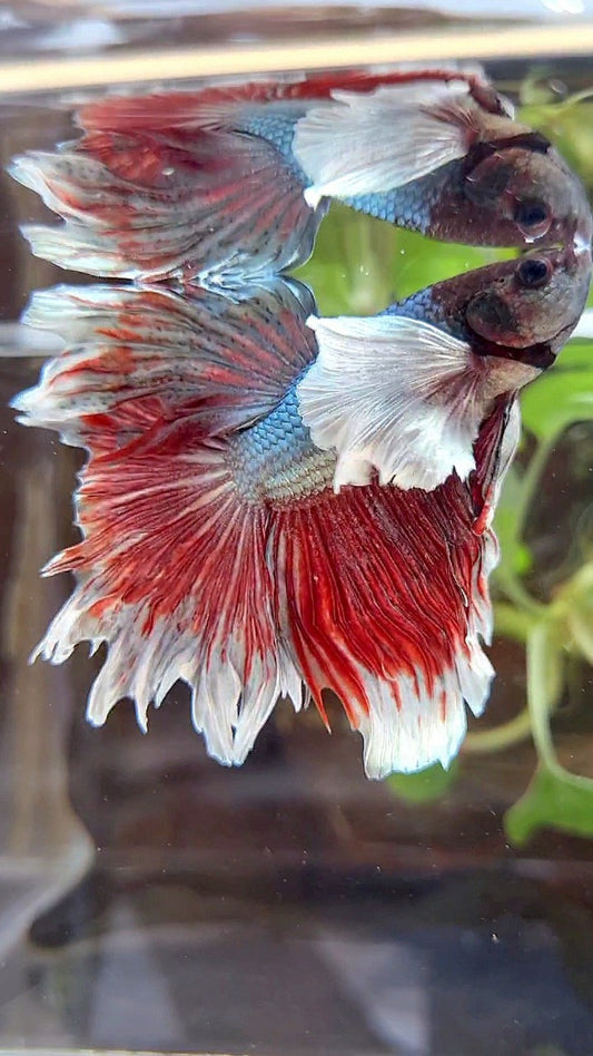 HALFMOON SUPER DUMBO EAR COPPER RED BETTA FISH