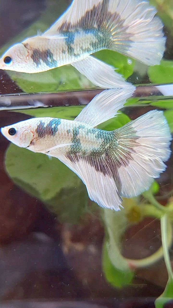 HALFMOON WHITE COPPER MARBLE PATTERN BETTA FISH