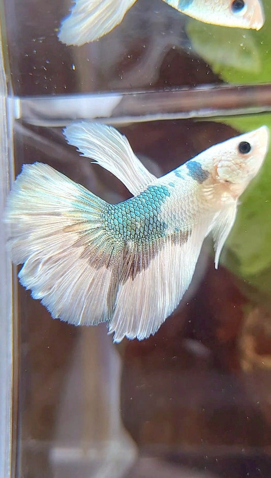 HALFMOON WHITE COPPER MARBLE PATTERN BETTA FISH