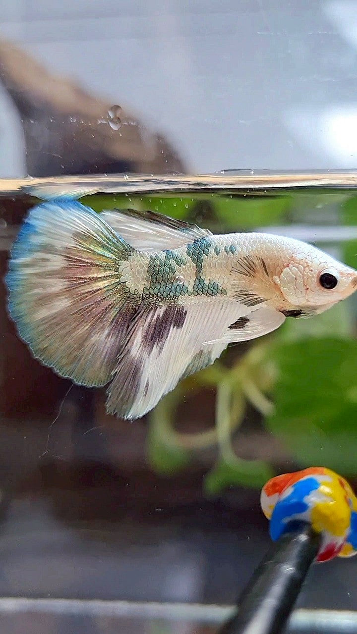 HALFMOON WHITE COPPER DOTS MARBLE PATTERN BETTA FISH