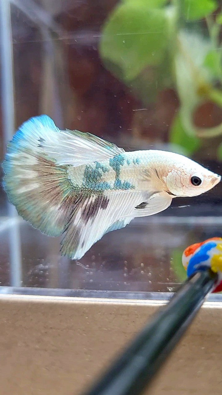 HALFMOON WHITE COPPER DOTS MARBLE PATTERN BETTA FISH