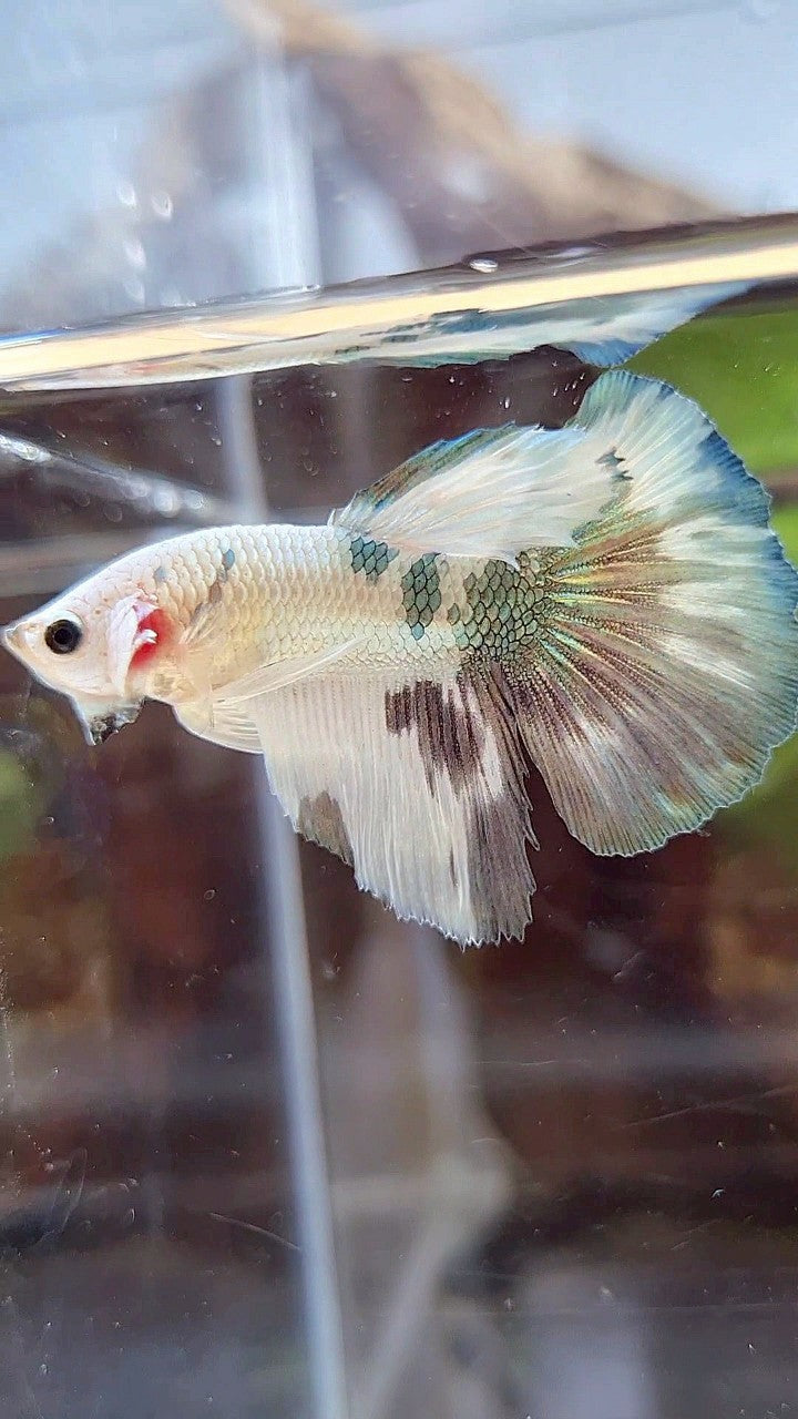 HALFMOON WHITE COPPER DOTS MARBLE PATTERN BETTA FISH