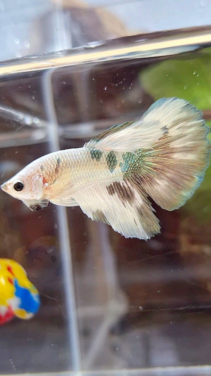 HALFMOON WHITE COPPER DOTS MARBLE PATTERN BETTA FISH