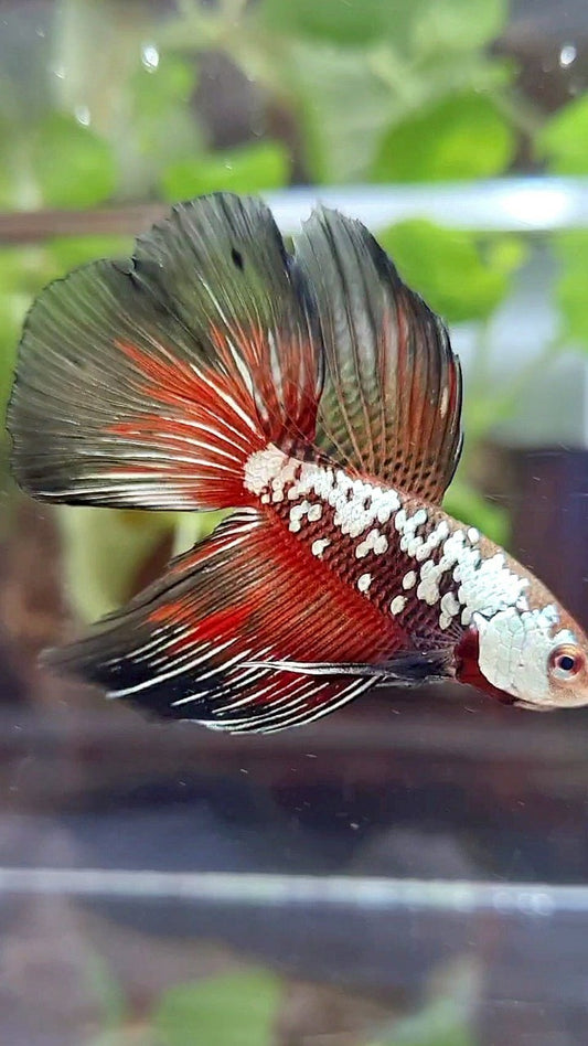 HALFMOON BLACK SAMURAI SNOW MASKING RED BETTA FISH