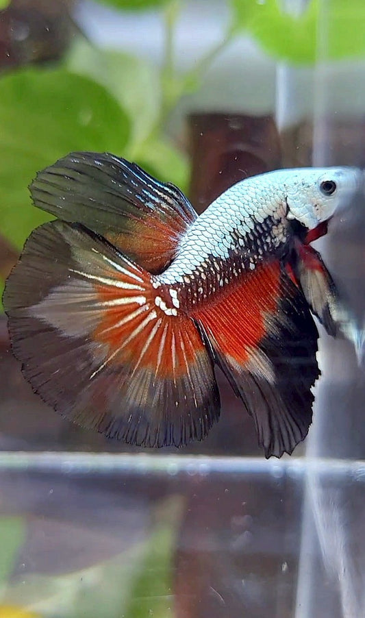 HALFMOON ROSETAIL BLACK SAMURAI SNOW MASKING BETTA FISH