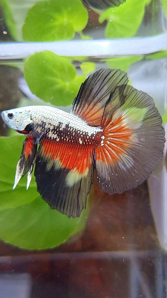 HALFMOON ROSETAIL BLACK SAMURAI SNOW MASKING BETTA FISH