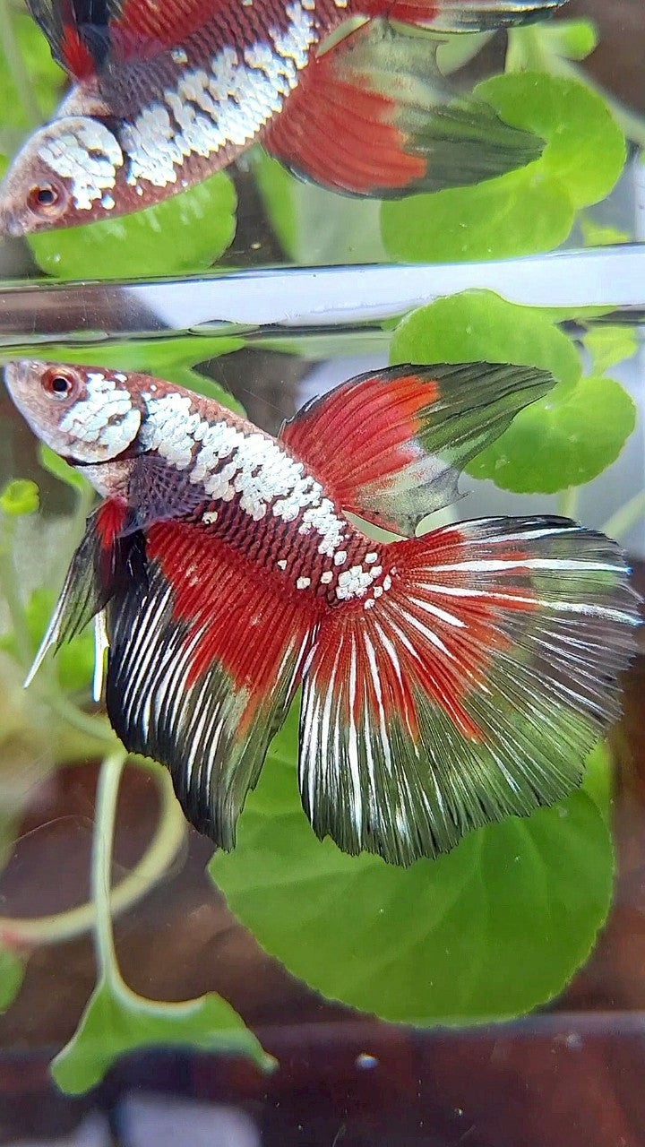 HALFMOON BLACK SAMURAI SNOW MASKING RED BETTA FISH