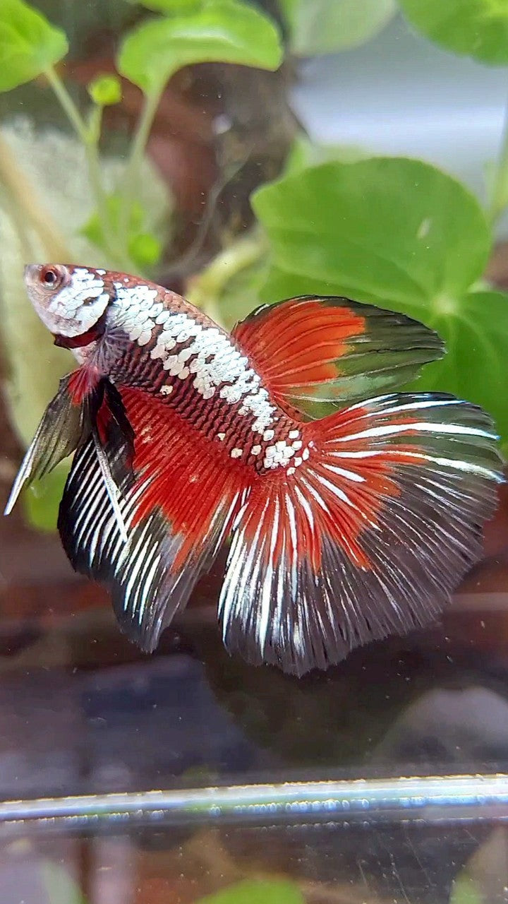 HALFMOON BLACK SAMURAI SNOW MASKING RED BETTA FISH