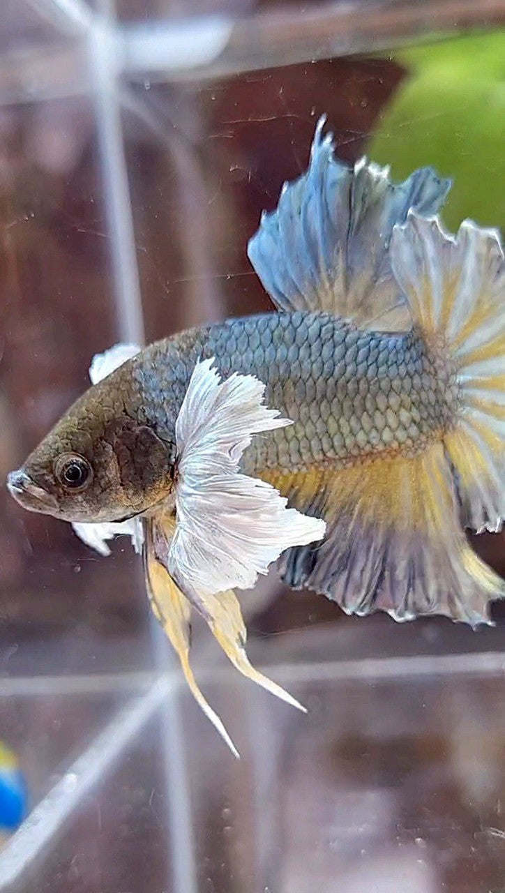 PLAKAT SUPER DUMBO EAR FULL COPPER YELLOW BETTA FISH