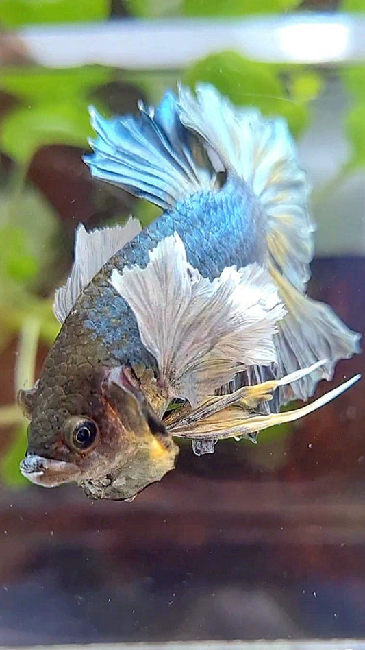 PLAKAT SUPER DUMBO EAR FULL COPPER YELLOW BETTA FISH