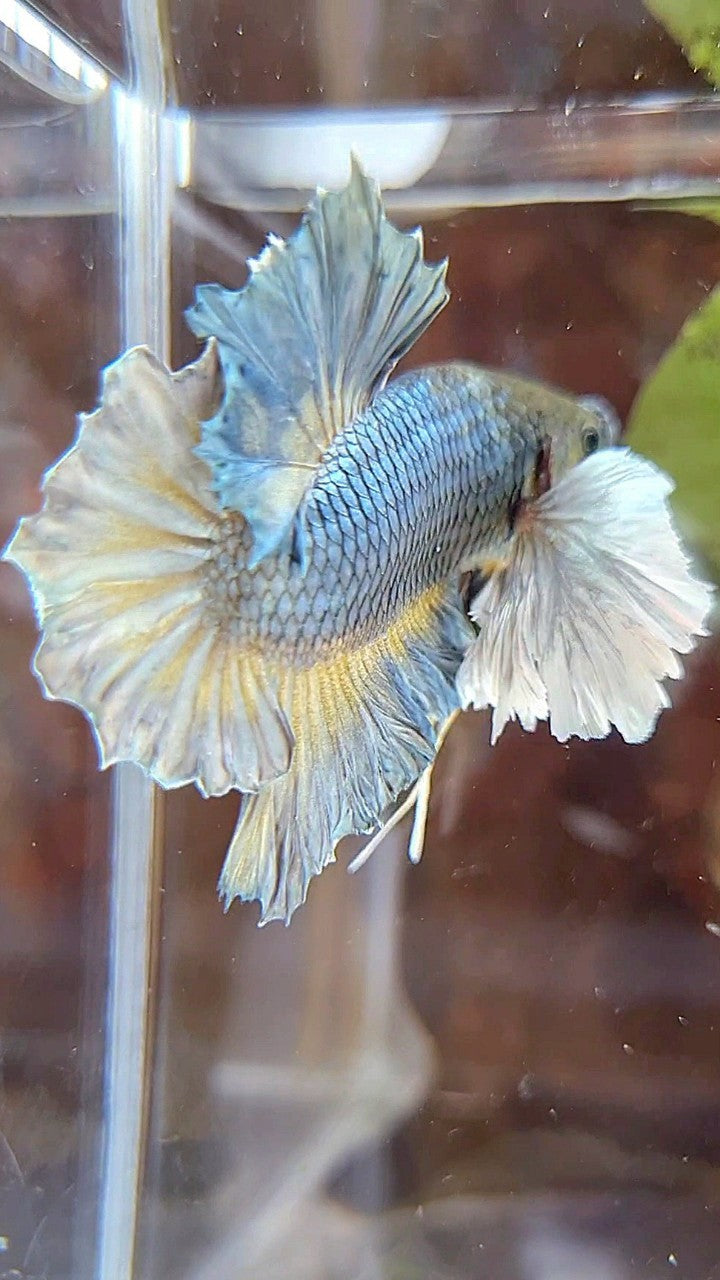 PLAKAT SUPER DUMBO EAR FULL COPPER YELLOW BETTA FISH