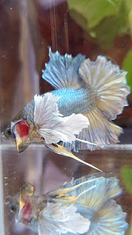 PLAKAT SUPER DUMBO EAR FULL COPPER YELLOW BETTA FISH