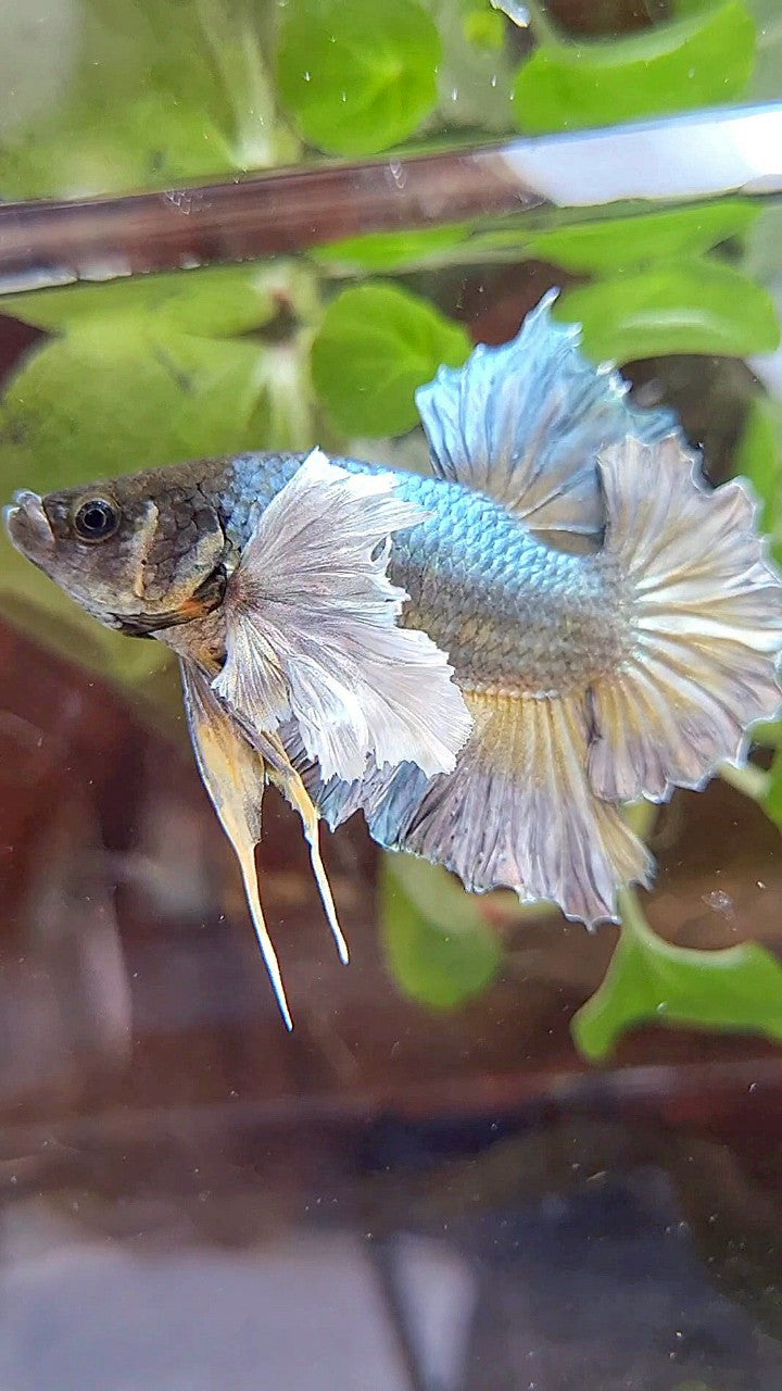 PLAKAT SUPER DUMBO EAR FULL COPPER YELLOW BETTA FISH