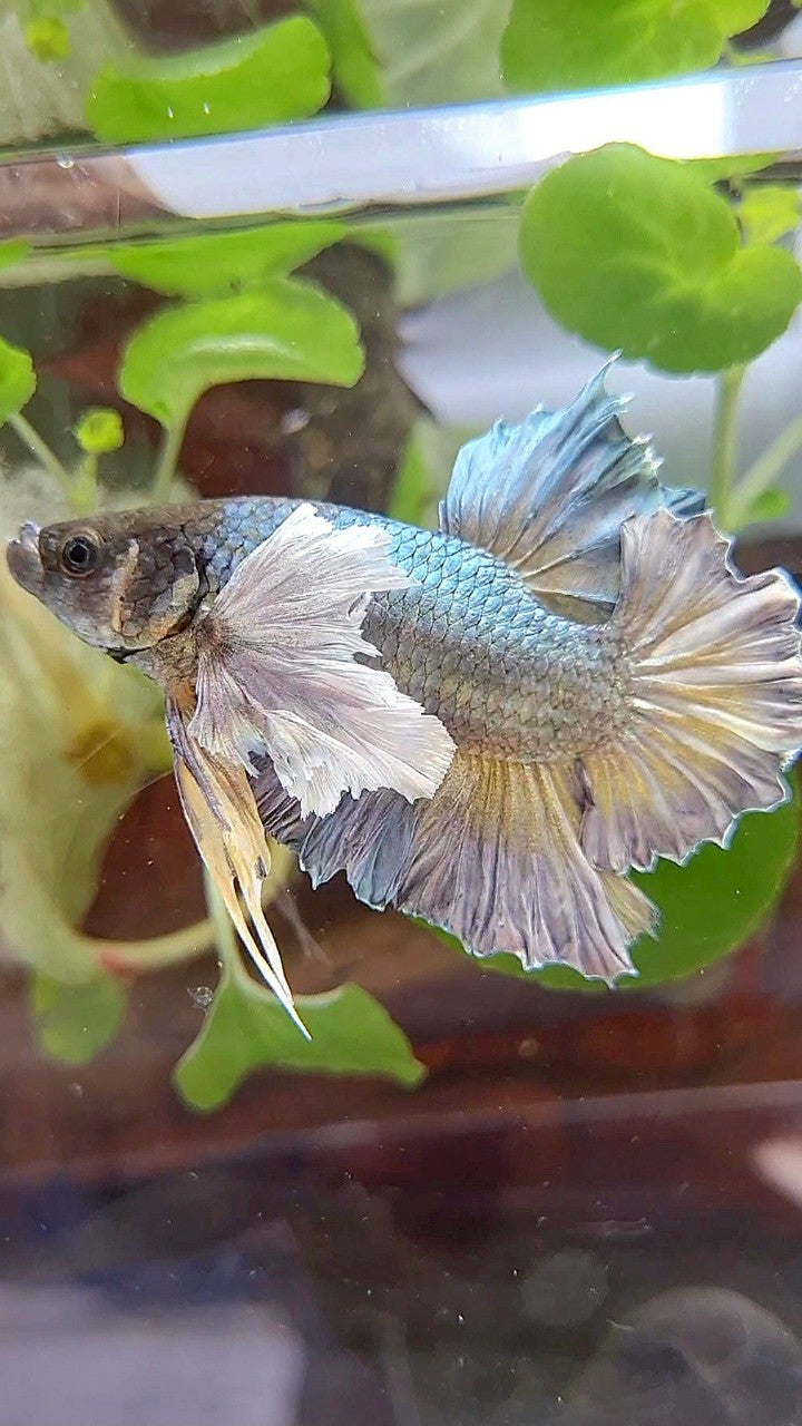PLAKAT SUPER DUMBO EAR FULL COPPER YELLOW BETTA FISH