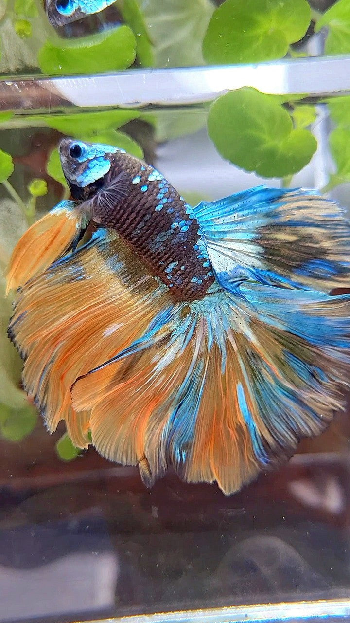 HALFMOON ROSETAIL BLACK GALAXY BLUE GREEN YELLOW AVATAR GOBLIN BETTA FISH