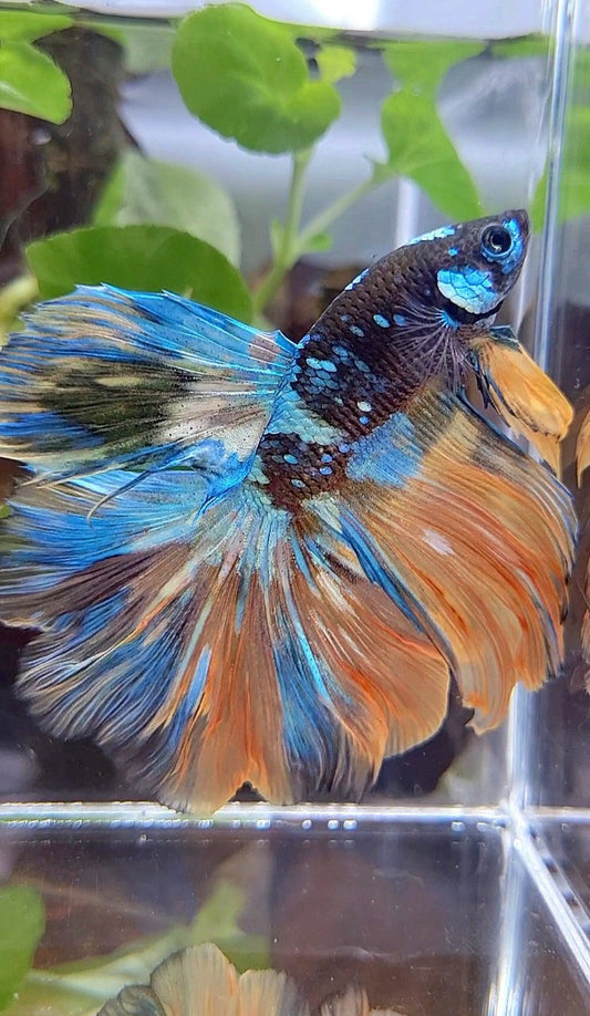 HALFMOON ROSETAIL BLACK GALAXY BLUE GREEN YELLOW AVATAR GOBLIN BETTA FISH