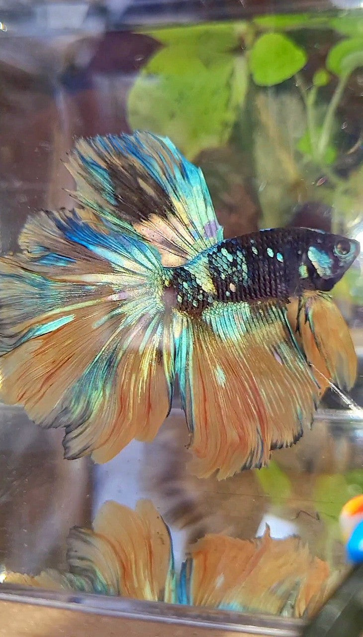 HALFMOON ROSETAIL BLACK GALAXY BLUE GREEN YELLOW AVATAR GOBLIN BETTA FISH