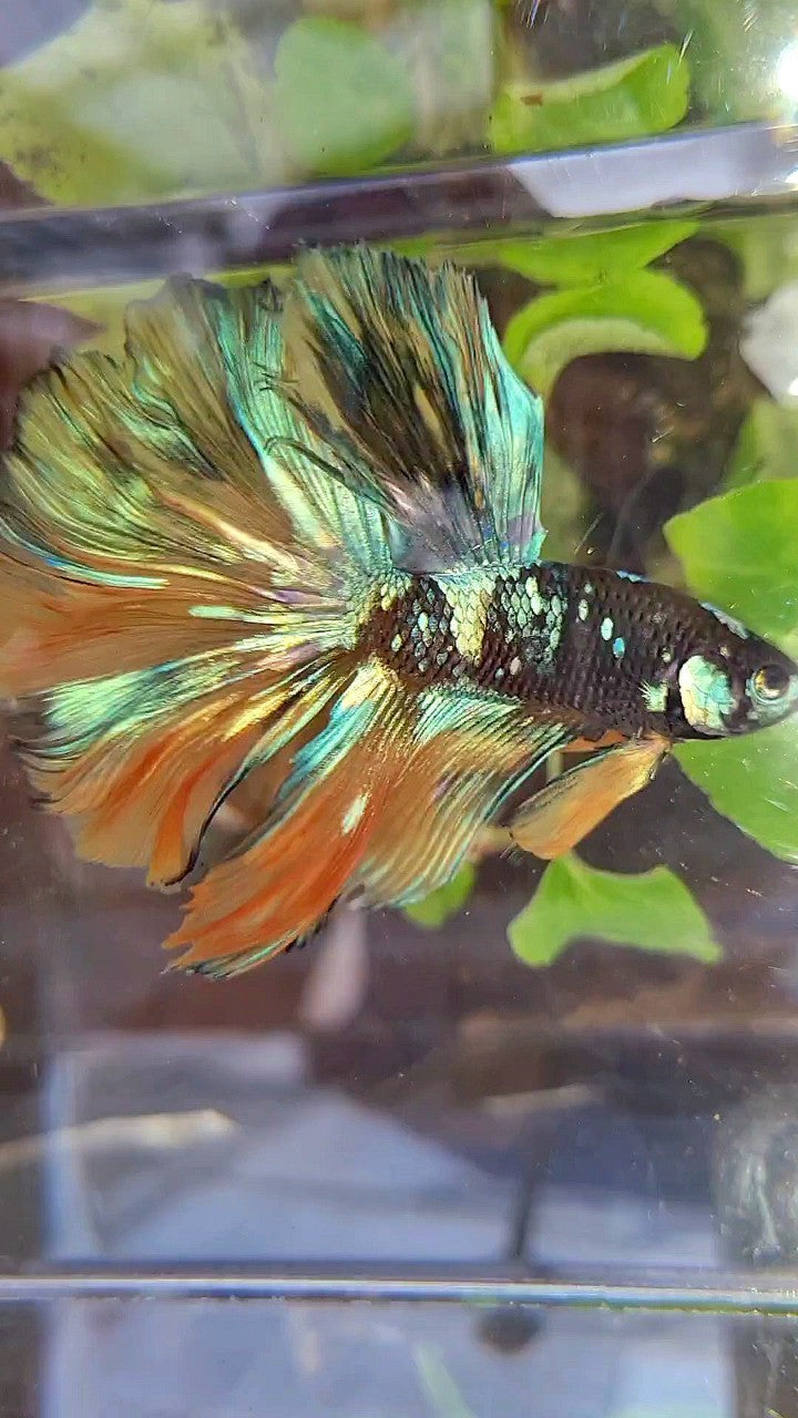HALFMOON ROSETAIL BLACK GALAXY BLUE GREEN YELLOW AVATAR GOBLIN BETTA FISH