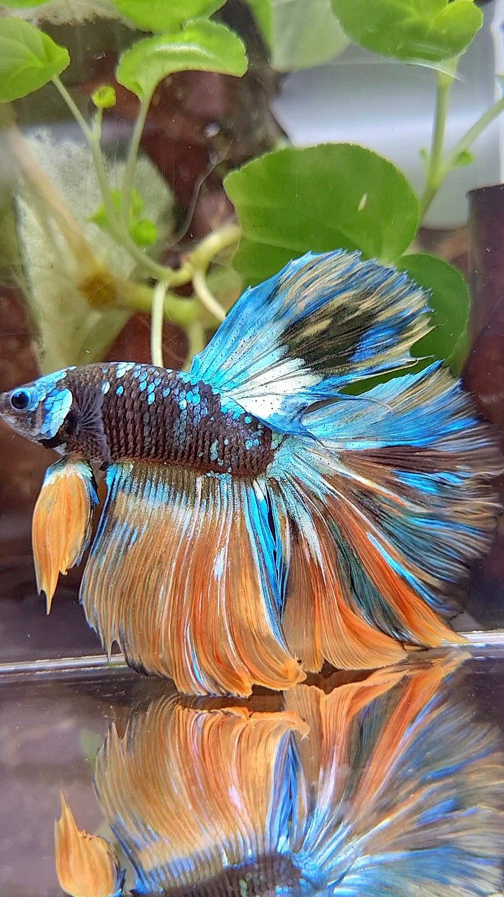 HALFMOON ROSETAIL BLACK GALAXY BLUE GREEN YELLOW AVATAR GOBLIN BETTA FISH