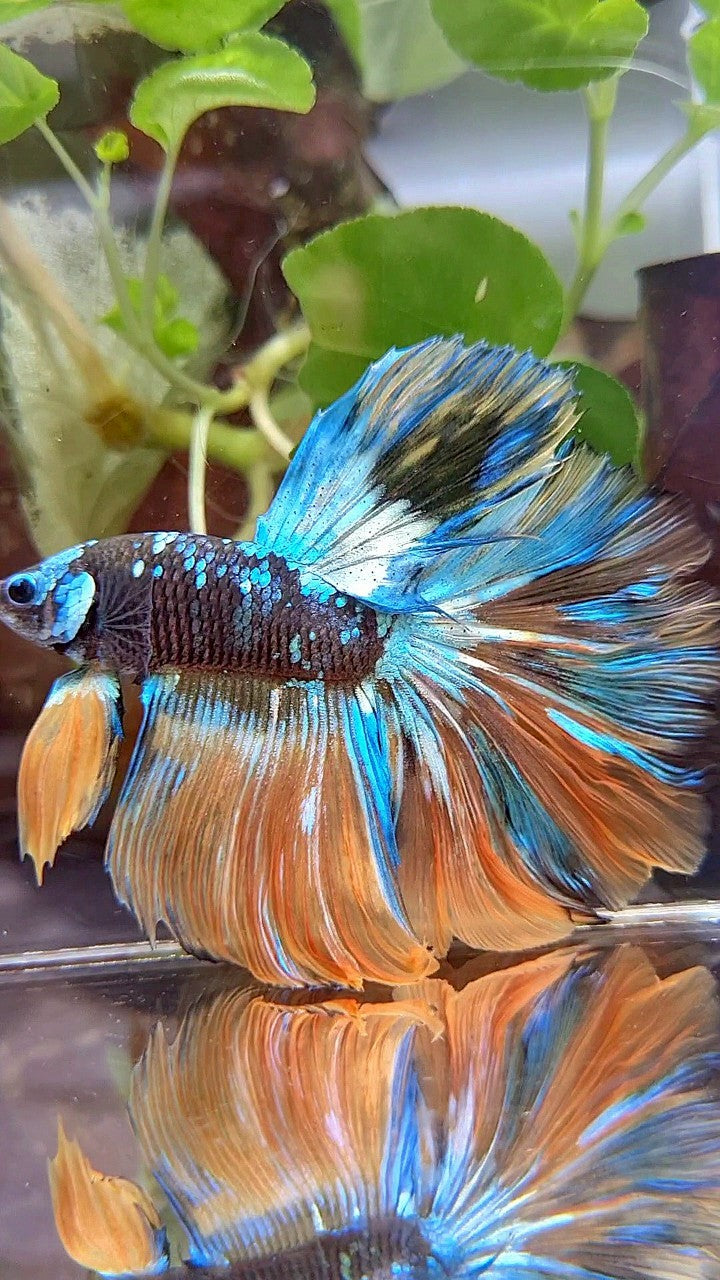 HALFMOON ROSETAIL BLACK GALAXY BLUE GREEN YELLOW AVATAR GOBLIN BETTA FISH