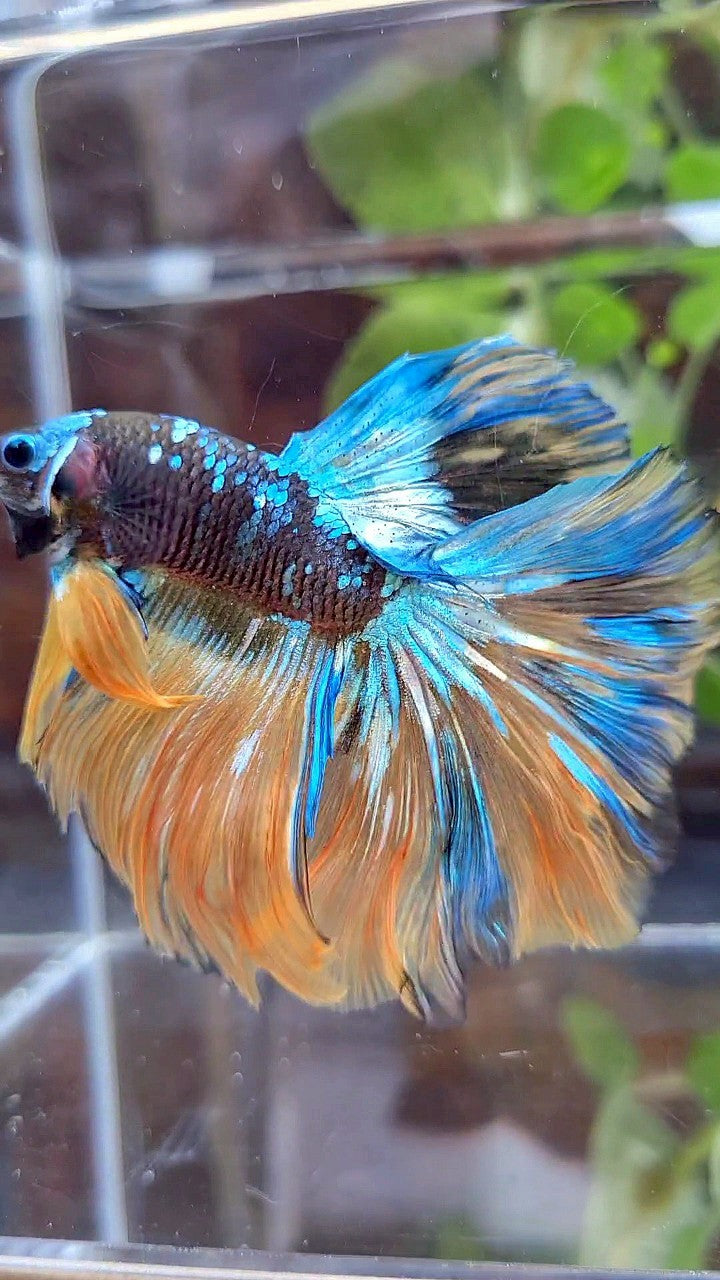 HALFMOON ROSETAIL BLACK GALAXY BLUE GREEN YELLOW AVATAR GOBLIN BETTA FISH