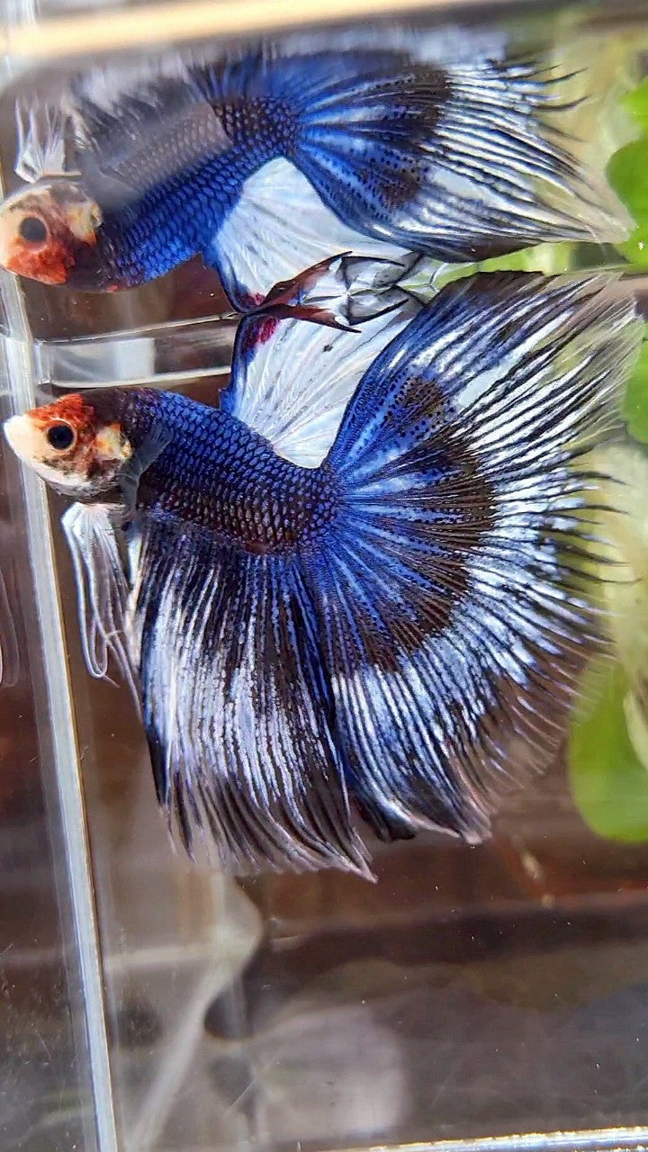 XL HALFMOON ROSETAIL BLUE BLACK FANCY PATTERN BETTA FISH