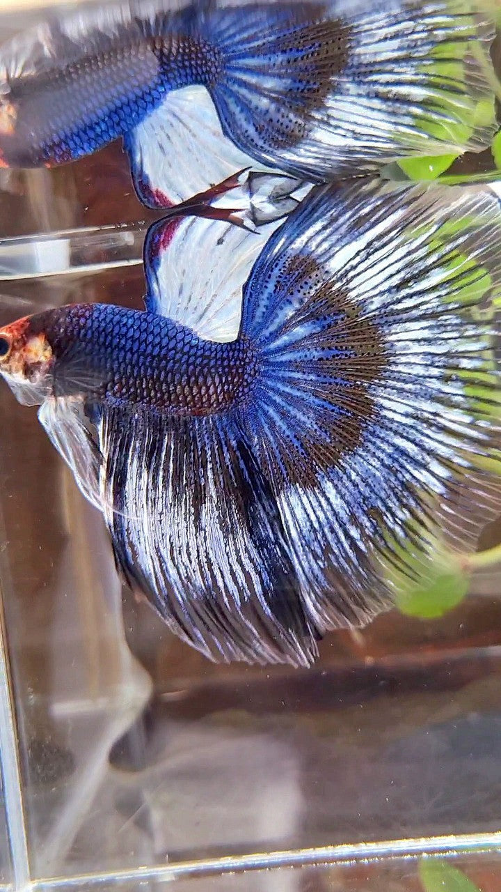 XL HALFMOON ROSETAIL BLUE BLACK FANCY PATTERN BETTA FISH