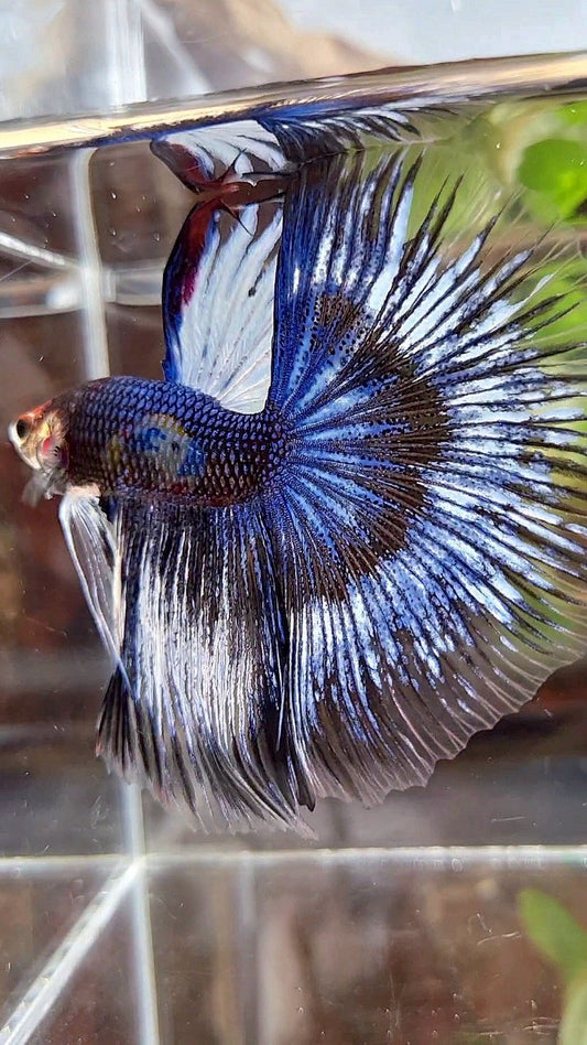 XL HALFMOON ROSETAIL BLUE BLACK FANCY PATTERN BETTA FISH
