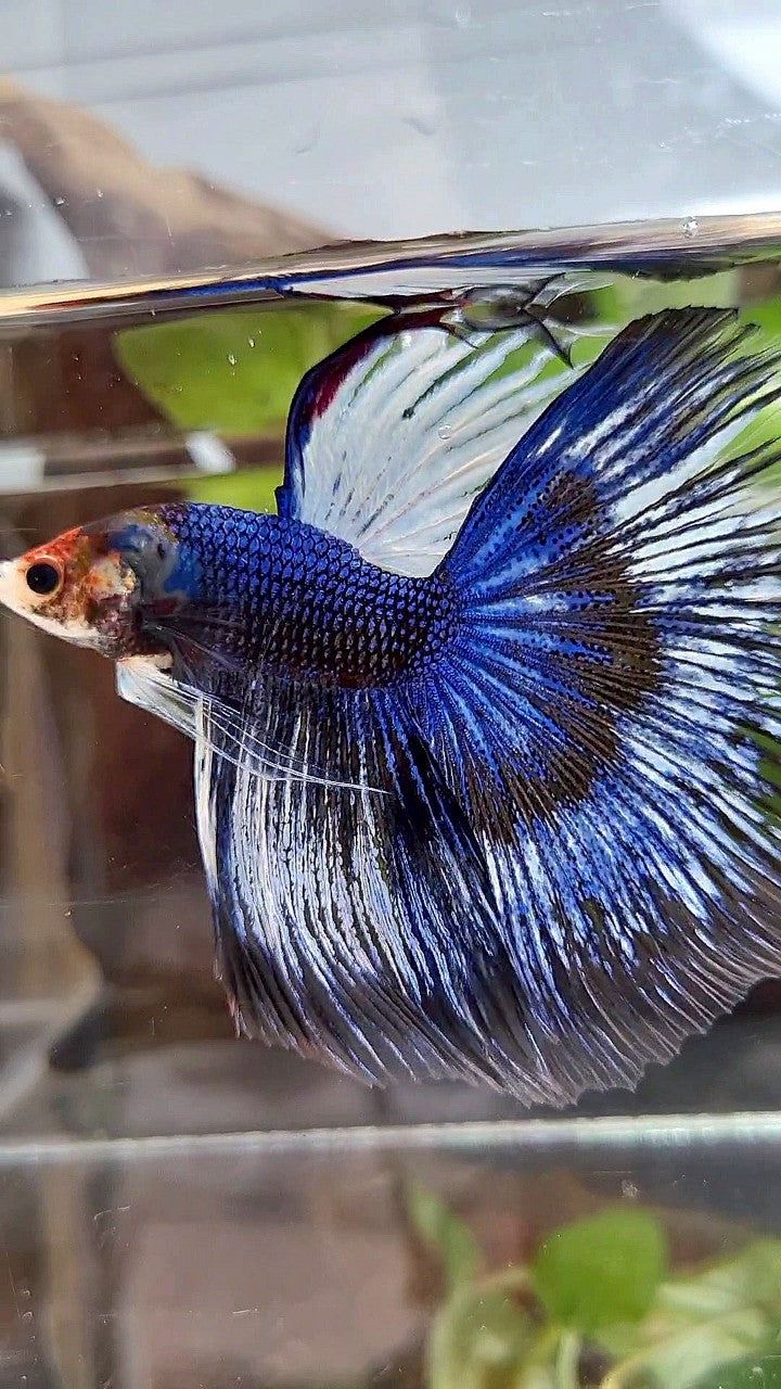 XL HALFMOON ROSETAIL BLUE BLACK FANCY PATTERN BETTA FISH