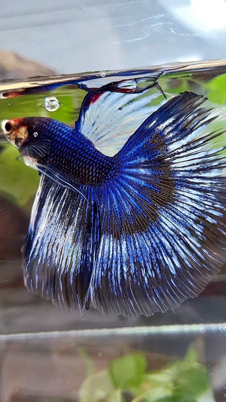 XL HALFMOON ROSETAIL BLUE BLACK FANCY PATTERN BETTA FISH