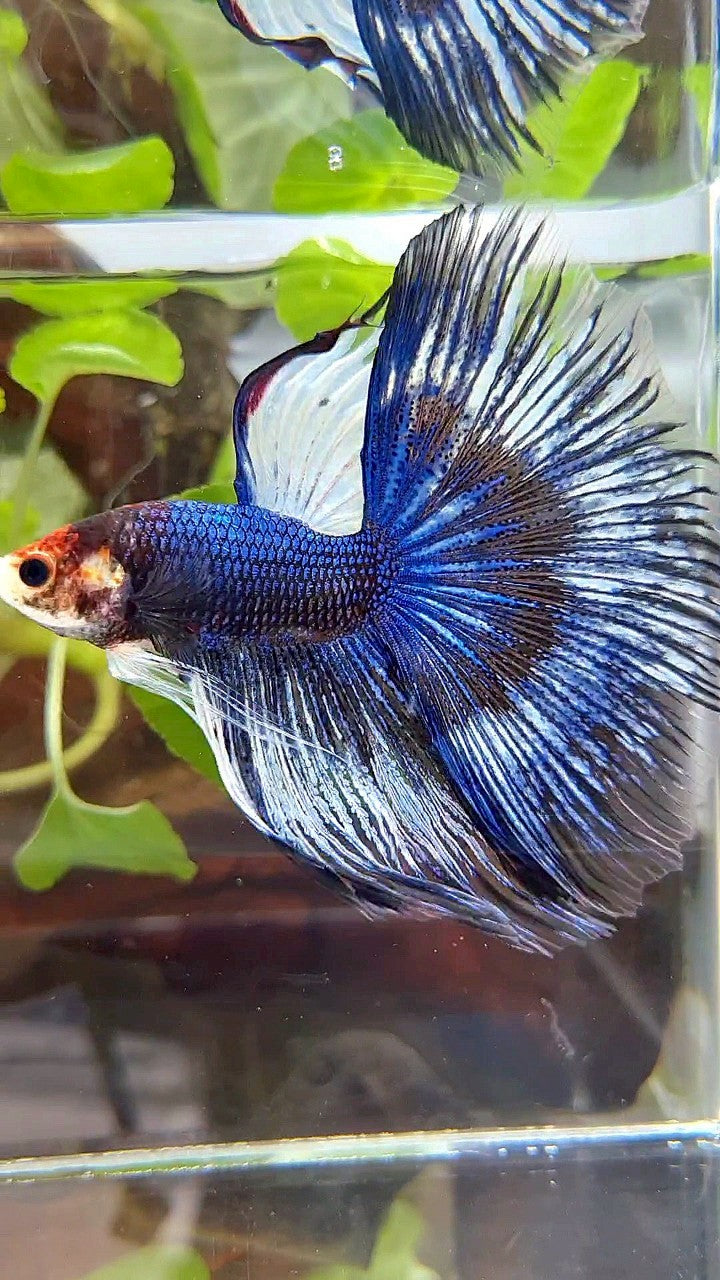 XL HALFMOON ROSETAIL BLUE BLACK FANCY PATTERN BETTA FISH