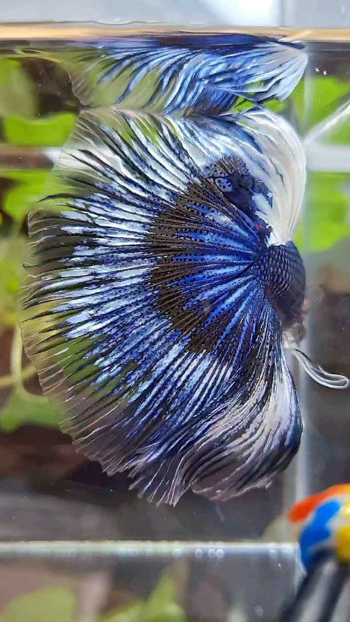 XL HALFMOON ROSETAIL BLUE BLACK FANCY PATTERN BETTA FISH