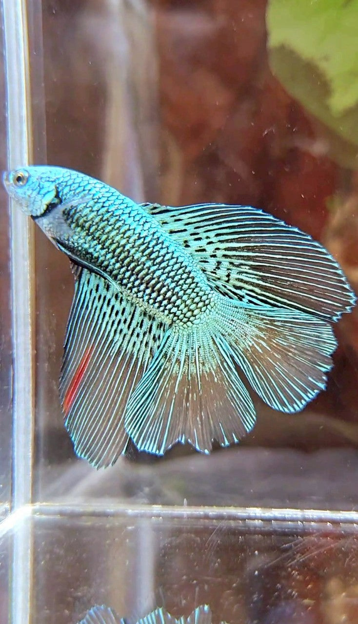 LUXURY HALFMOON DOUBLE TAIL ALIEN GREEN HYBRID WILD BETTA FISH