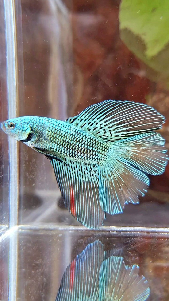 LUXURY HALFMOON DOUBLE TAIL ALIEN GREEN HYBRID WILD BETTA FISH
