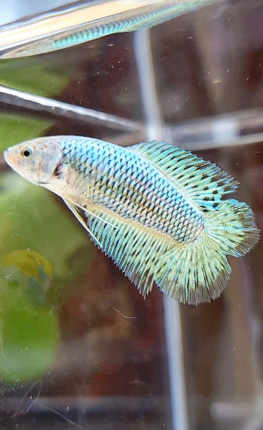 LUXURY FEMALE HALFMOON DOUBLE TAIL ALIEN GREEN HYBRID WILD BETTA FISH