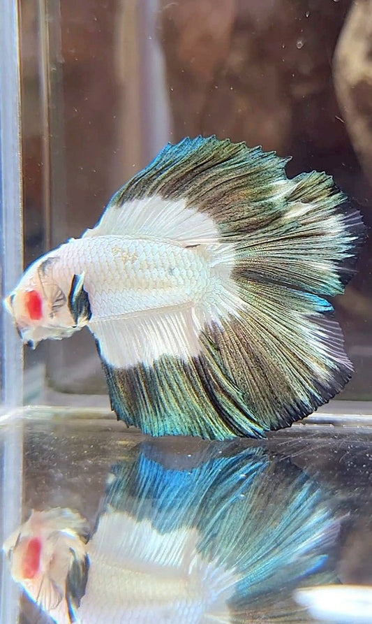 LUXURY HALFMOON DOUBLE TAIL COPPER RIM BUTTERFLY BETTA FISH