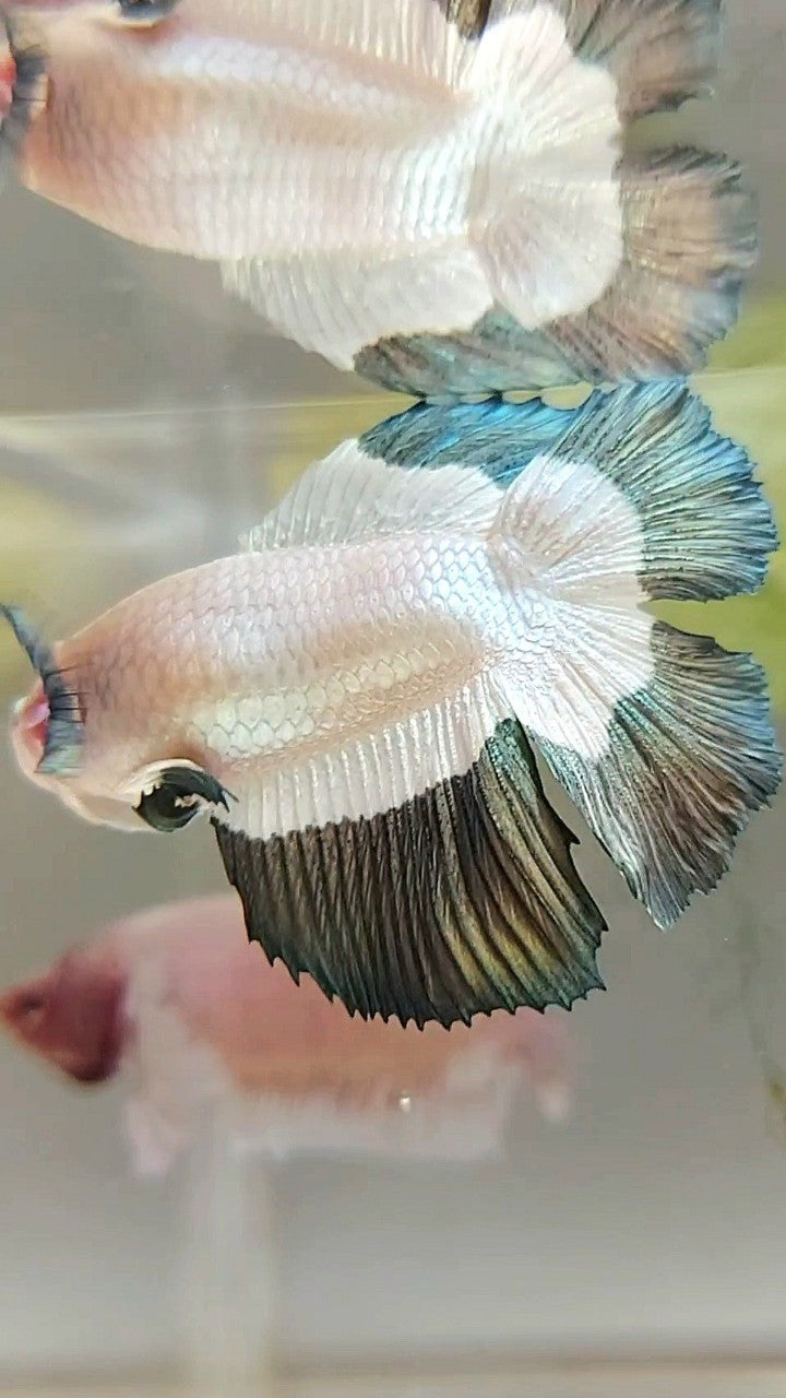 LUXURY FEMALE HALFMOON DOUBLE TAIL COPPER RIM BUTTERFLY BETTA FISH