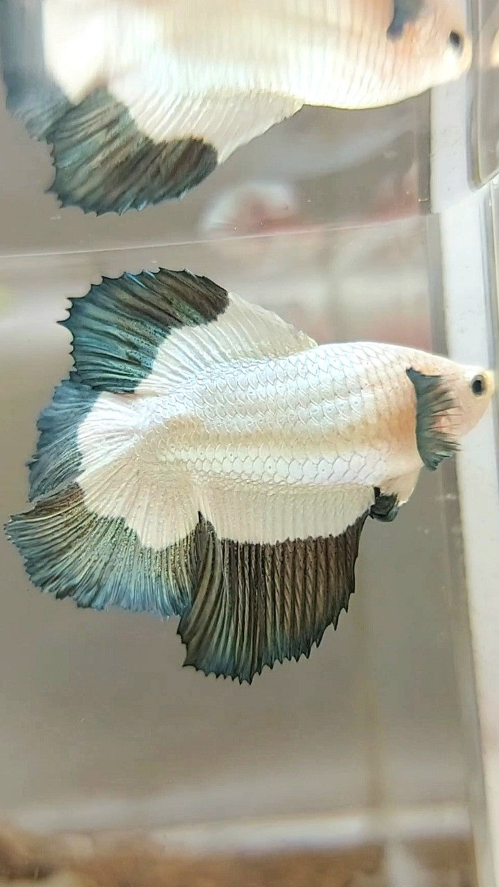 LUXURY FEMALE HALFMOON DOUBLE TAIL COPPER RIM BUTTERFLY BETTA FISH