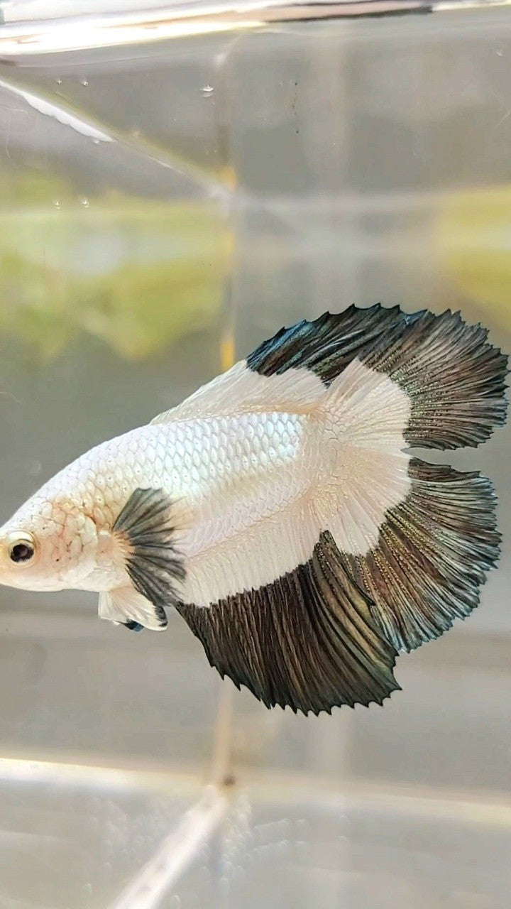 LUXURY FEMALE HALFMOON DOUBLE TAIL COPPER RIM BUTTERFLY BETTA FISH