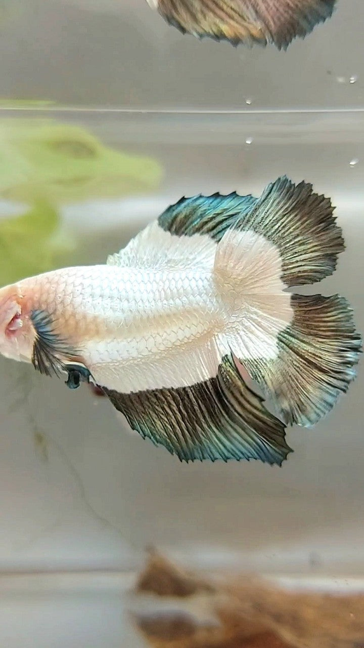 LUXURY FEMALE HALFMOON DOUBLE TAIL COPPER RIM BUTTERFLY BETTA FISH