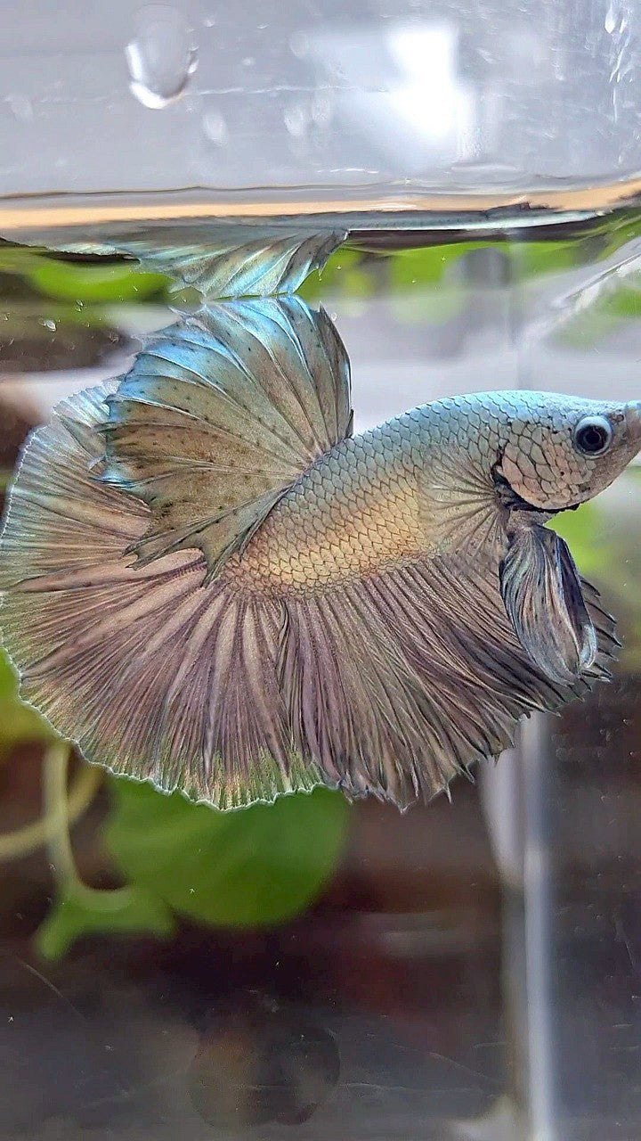 HALFMOON ROSETAIL SUPER COPPER FULLMASK BETTA FISH