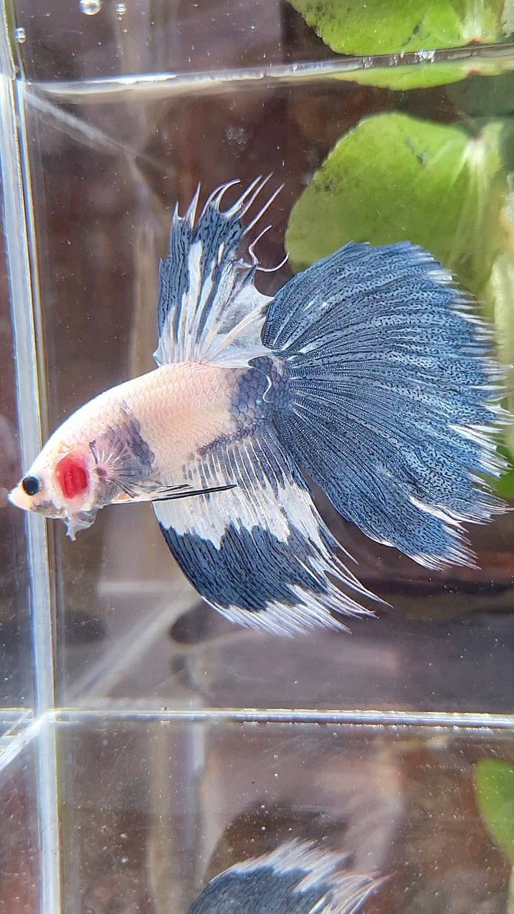 HALFSUN WHITE BLUE MARBLE PATTERN BETTA FISH